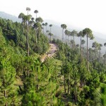 Patriata New Muree with green forest and tall trees