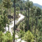 Patriata New Murree - a bird view with tall forests and snake like road