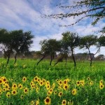 Attractive view of sunflowers field with plants